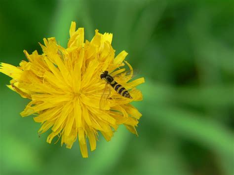 Syrphidae Da Identificare Natura Mediterraneo Forum Naturalistico