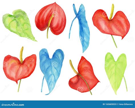 Set Of Watercolor Red Anthurium Flowers And Tropical Leaves Stock