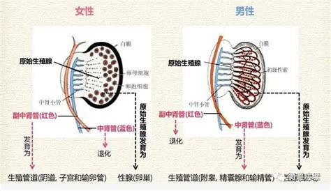 【衡道丨笔记】子宫颈的解剖组织学以及子宫颈的非肿瘤性病变宫颈细胞子宫颈上皮病变 健康界