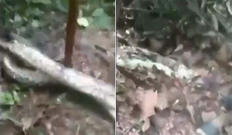 Impressionante mulher desaparece e corpo é encontrado dentro de cobra