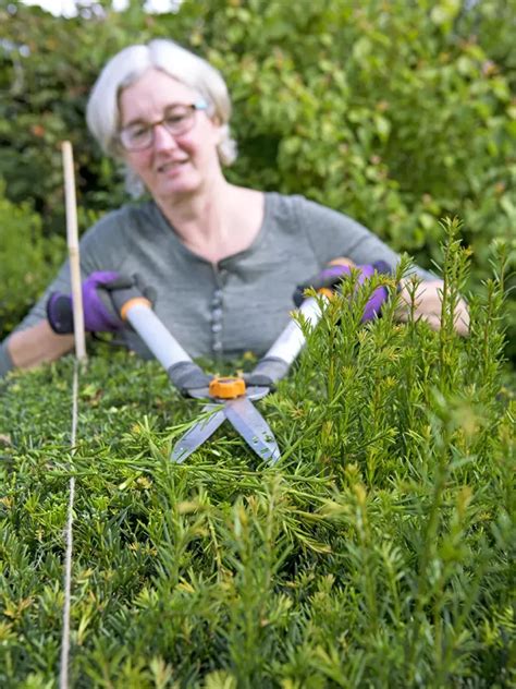 Coniferen Snoeien Wanneer En Hoe Doe Je Dat Gardeners World