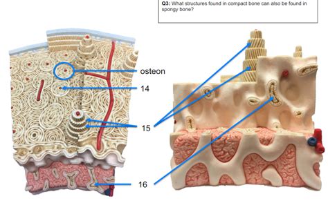 Compact Spongy Bone Model Diagram Quizlet