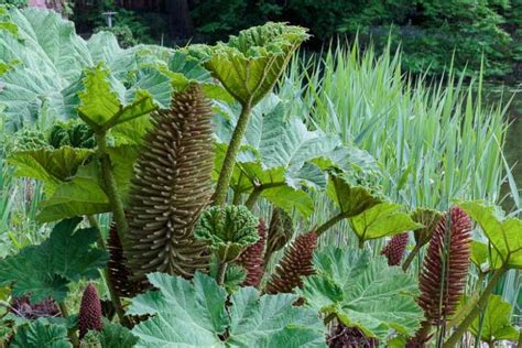 Gunnera manicata (Giant Rhubarb)