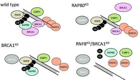 The Ubiquitin Chain Rad Brca And Bp Do Not Assemble At Sites Of