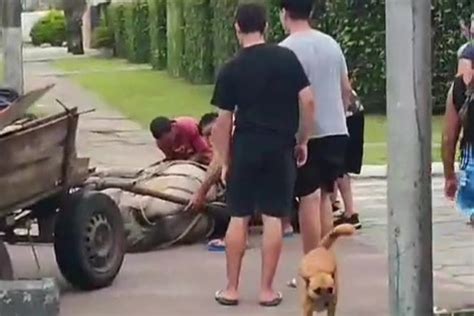 Dono de carroça vai responder por maus tratos a cavalo em Guaratuba