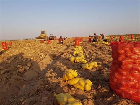 بدء جني محصول البطاطس في وادي الدواسر أخبار السعودية صحيفة عكاظ