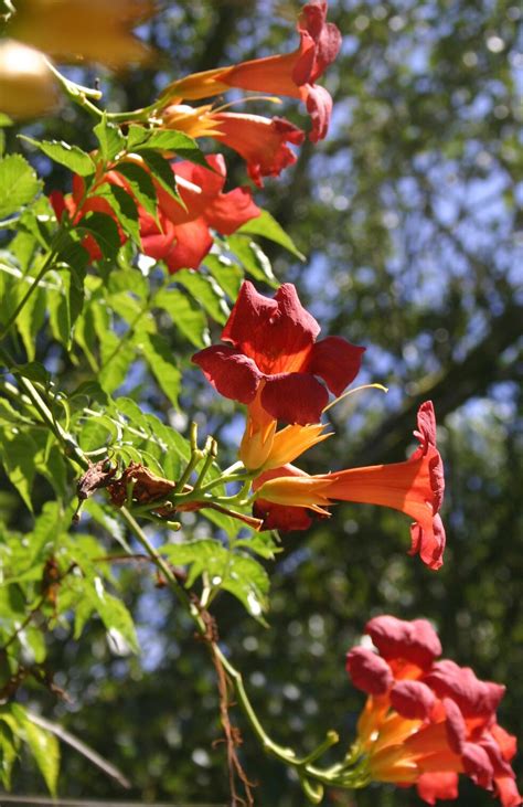 Le On De Jardin Le On De Jardin Du Septembre Jean Paul Lauter