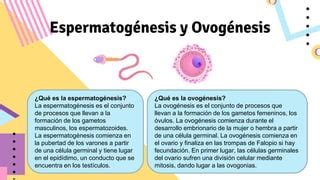 Ovogenesis Y Espermatogenesis Ppt