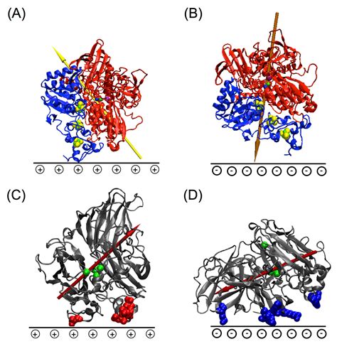 Catalysts Free Full Text Controlling Redox Enzyme Orientation At