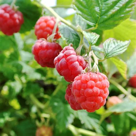 Rubus Idaeus Raspberry Sweet Sunshine Cowell S Garden Centre