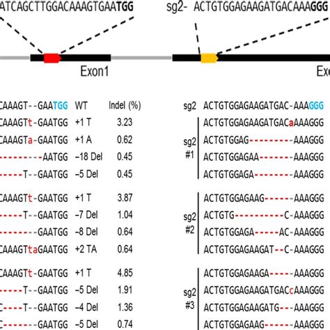 Analysis Of Phaco1 Gene Editing Efficiency In Petunia Protoplasts