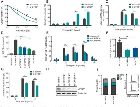 Figure 1 From PARP 1dependent Recruitment Of Cold Inducible RNA