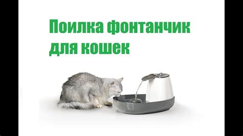 Фонтан Поилки Для кошек Питьевые Фонтанчики & Кошка Не Пьет Воду Что ...