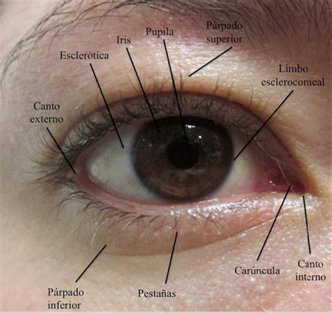 escalar Teoría de la relatividad Perth Blackborough partes del ojo ...