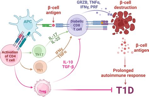 Frontiers PPARs At The Crossroads Of T Cell Differentiation And Type