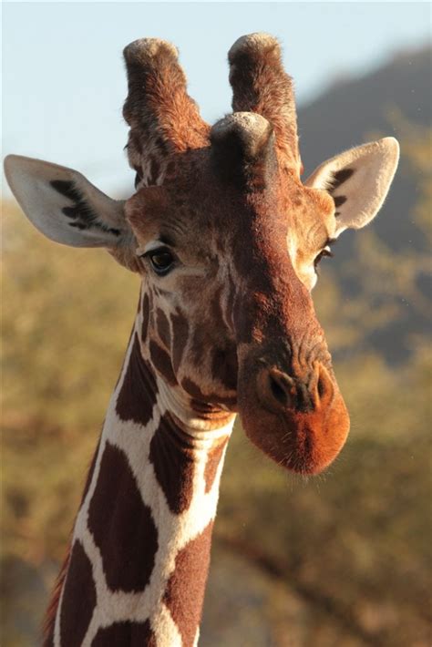 Samburu Animals – Samburu National Reserve