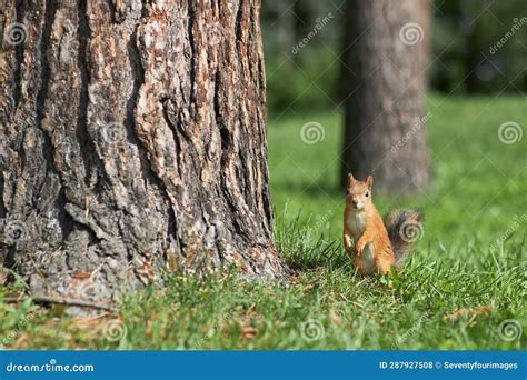 Cute Red Squirrel Standing On Green Grass By Pine Tree In Park Or