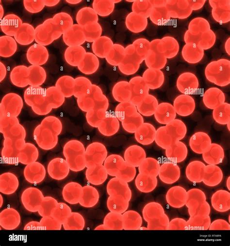 red blood cells microscope labeled