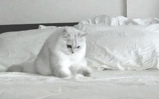 cat playing cat in bed gif | WiffleGif