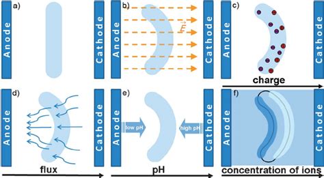 Actuation Of Electroresponsive Polyelectrolyte Gel Placed In Salt Download Scientific Diagram