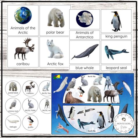 Animals of the Arctic and Antarctica 3-Part Cards Chart - Montessori ...