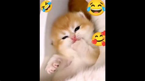 Funny 🤣🤣 Cats Videos Ytshorts Funny Youtube