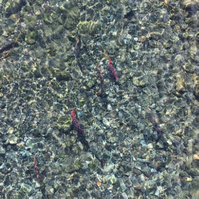 Tis the Season for Salmon Spawning! – Kittitas Conservation Trust