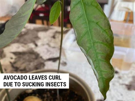 8 Reasons Why Avocado Leaves Are Curling And How To Fix It World Of