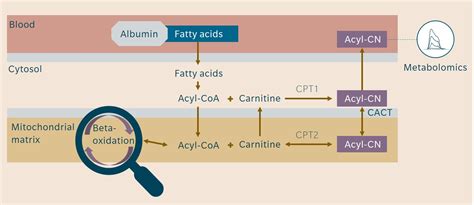 Acylcarnitines - Understand energy metabolism across generations