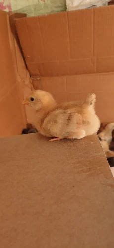 Ultra Quality Mix Colour Sonali Chicks At Rs 25 Piece In Bilaspur ID