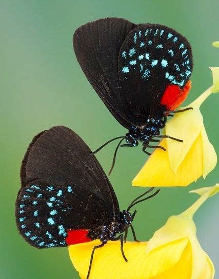 Black With Red And Blue Spots Beautiful Butterflies Butterfly Photos