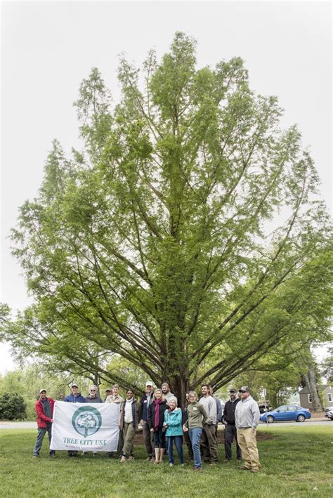 Dawn Redwood Charlottesville Area Tree Stewards