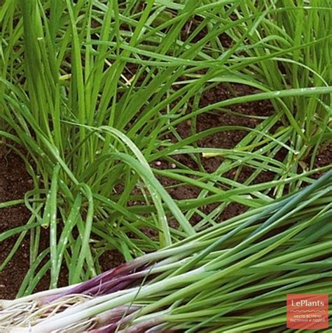 Лук душистый (Allium ramosum) — описание, выращивание, фото | на ...