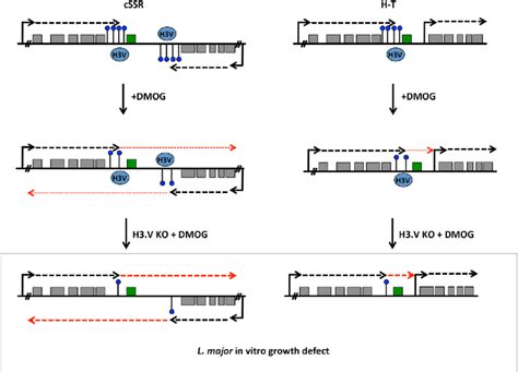 Model Of J Regulation Of Rnap Ii Transcription Termination And Mrna