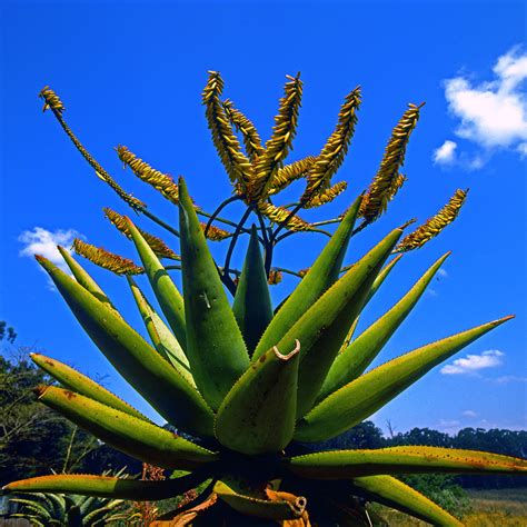 Aloe Marlothii Asphodelaceae Image 204001 At PhytoImages Siu Edu