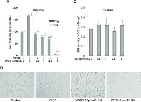 Sal Inhibits Vegf Induced Cell Growth In Huvecs A Both Sal And