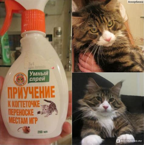 Приучение к когтеточке Апи-Сан УМНЫЙ СПРЕЙ - «Не каждой кошке подойдет ...
