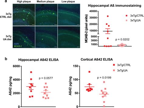 Urolithin A Reduces Amyloid Beta Load And Improves Cognitive Deficits