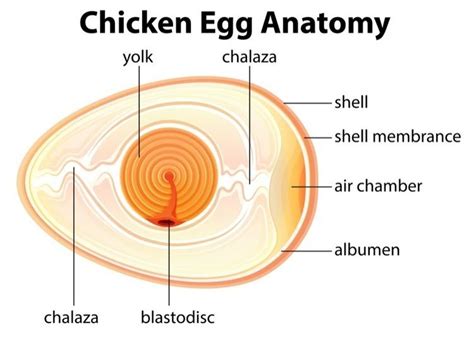 Chalaza - Alchetron, The Free Social Encyclopedia