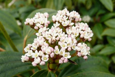 Viburnum davidii – Plants – Oak Leaf Gardening