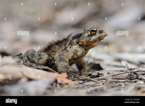 Common toad (Bufo bufo Stock Photo - Alamy