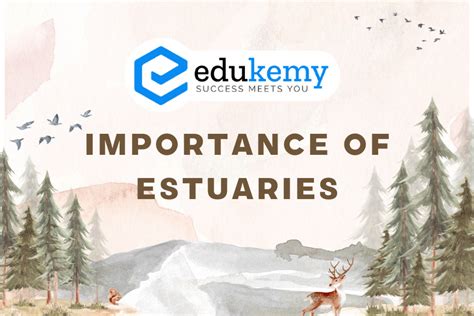 Importance of Estuarine Ecosystem - UPSC Environment Notes