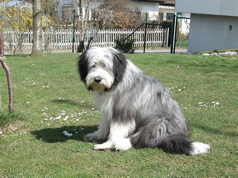 Bearded Collie Dog Breed Information Puppies And Pictures