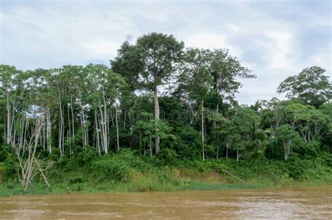 Lush Green Trees on the Side of the Amazon River in Brazil Stock Photo ...