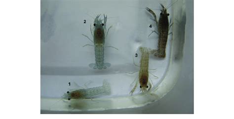 Carapace Colour Variants Of Marbled Crayfish At The Beginning Of The