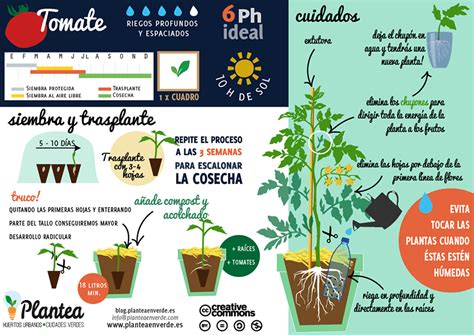 Gu A Completa Para Podar Tomateras En Macetas Consejos Pr Cticos Y