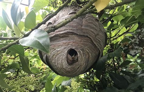 Wasp Nest In Tree