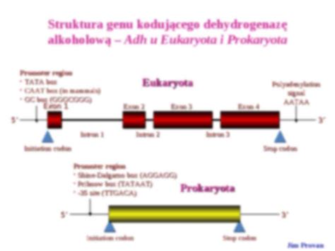 Regulacja Ekspresji Genów Ii Notatekpl