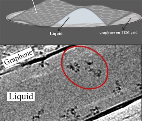 Naked Molecules Dancing In Liquid Become Visible