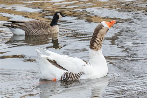 Swan Goose Tonys Takes Photography